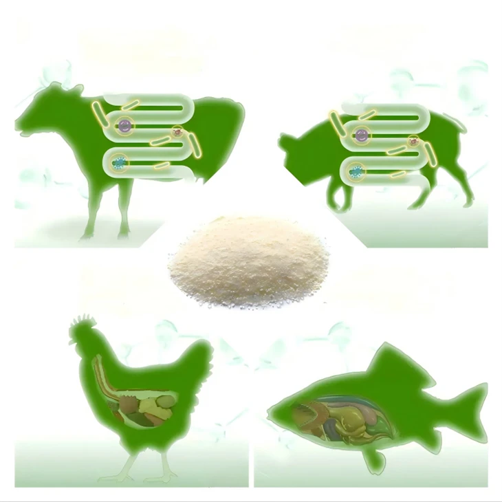 Bacillus Spporidia
